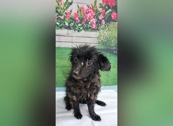 Herzallerliebste DAISY- wartet sehnsüchtig auf eine liebevolle Familie