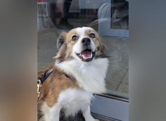 BISCUIT-kleiner Sonnenschein-liebevoll, anhänglich sucht sein liebevolles Für-immer-Zuhause