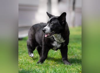 NORR-kleiner Sonnenschein, sehr lieb, ausgeglichen, verspielt, menschenbezogen