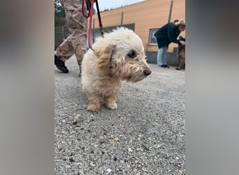 JHONNY-wahrer Schatz auf 4 Pfoten erobert alle Herzen, wartet sehnsüchtig auf sein Für-immer-Zuhause