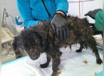 NERO-freundlicher, wenn auch noch etwas schüchterner junger Hund
