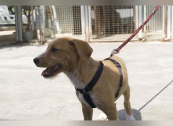 BROWNIE-Ein Herz auf vier Pfoten sucht sein zu Hause für immer