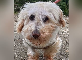 JHONNY-wahrer Schatz auf 4 Pfoten erobert alle Herzen, wartet sehnsüchtig auf sein Für-immer-Zuhause