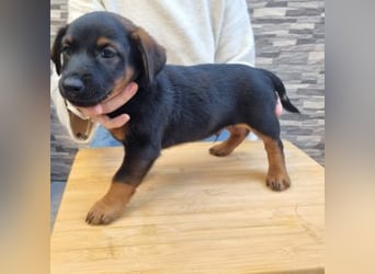 ROBI-kleiner Zwerg sucht seinen Lieblingsmenschen