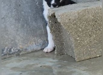 SAGA-wächst zu einem neugierigen und verspielten Hundekind heran