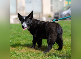 NORR-kleiner Sonnenschein, sehr lieb, ausgeglichen, verspielt, menschenbezogen
