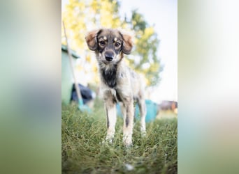 FELIA -wartet im Tierheim 79312 Emmendingen auf ihr liebevolles Für-immer-Zuhause