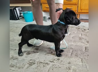 CHICO-sozial,umgänglich,schon gut erzogen sucht er auf gepacktem Köfferchen  sein Für-immer-Zuhause