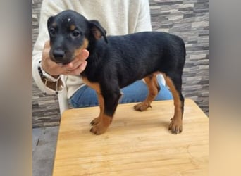 POLO-bald alt genug für seinen guten Start ins Leben