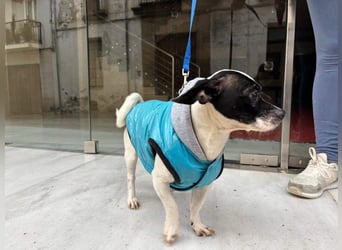 RUMI-kleines Herz auf 4 Pfoten, sanft, ruhig, liebt Kinder und Menschen -wo wartet seine Familie