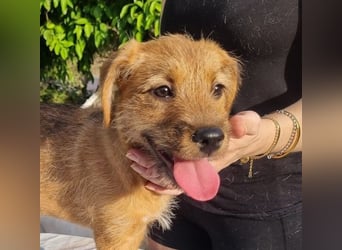 Kleine Robin sucht ihr großes Glück: seit sie In letzter Sekunde dem Schicksal entkommen ist!