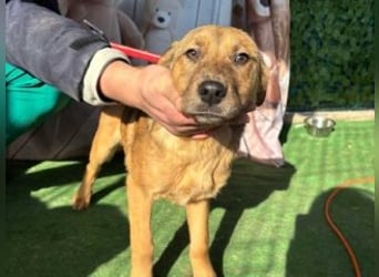 PRINCESS-Wären Sie bereit, Princess zum Teil Ihrer Familie zu machen?