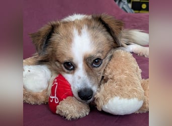 BISCUIT-kleiner Sonnenschein-liebevoll, anhänglich sucht sein liebevolles Für-immer-Zuhause