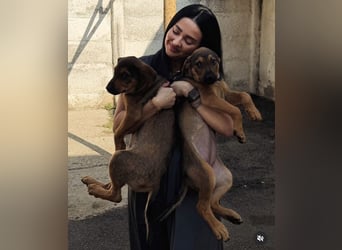 Vanessa -fröhliches, aufgeschlossenes Mädchen wartet auf liebevolle Für-immer-Familie