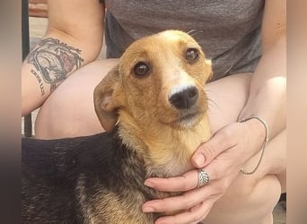 CHINA- überaus zärtlich, fürsorglich, sehnt sich nach menschlicher Nähe und liebevollem Zuhause