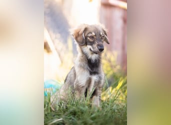 FELIA -wartet im Tierheim 79312 Emmendingen auf ihr liebevolles Für-immer-Zuhause