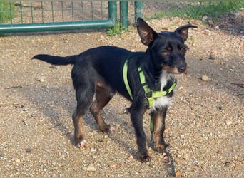 KOMO-unkomplizierter, kleiner Herzensbrecher, auf der Suche nach seinem Zuhause