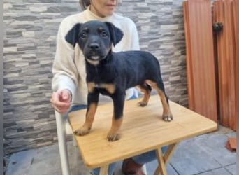 PATITA-kleine Pfoten suchen großes Glück