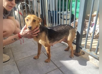 CHINA- überaus zärtlich, fürsorglich, sehnt sich nach menschlicher Nähe und liebevollem Zuhause