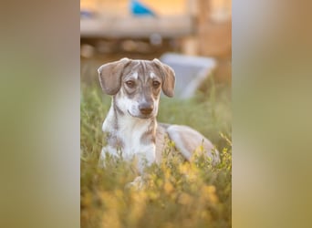 MILO - wartet auf Pflegestelle in 79206 Breisach auf ein gutes Zuhause