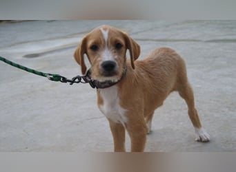 BROWNIE-Ein Herz auf vier Pfoten sucht sein zu Hause für immer