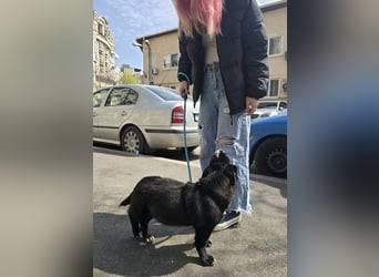 NORR-kleiner Sonnenschein, sehr lieb, ausgeglichen, verspielt, menschenbezogen