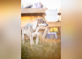 MILO - wartet auf Pflegestelle in 79206 Breisach auf ein gutes Zuhause
