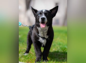 NORR-kleiner Sonnenschein, sehr lieb, ausgeglichen, verspielt, menschenbezogen