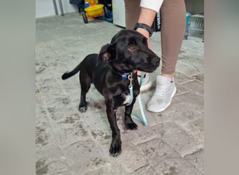 CHICO-sozial,umgänglich,schon gut erzogen sucht er auf gepacktem Köfferchen  sein Für-immer-Zuhause