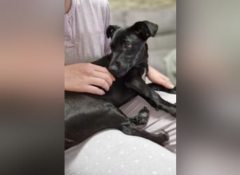 CHICO-sozial,umgänglich,schon gut erzogen sucht er auf gepacktem Köfferchen  sein Für-immer-Zuhause