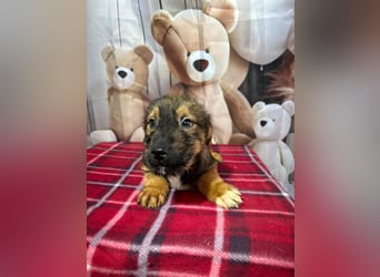 Archie – bereit für das große Welpenabenteuer