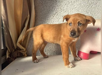 SULTAN-kämpfte sich ins Leben und wartet nun sehnsüchtig auf seine liebevolle Für-immer-Familie