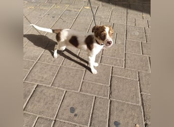 VIOLETA- kleines Mädchen, sozial, verschmust, verspielt sucht liebevolle Familie