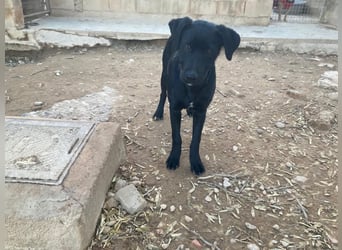 Maverik wartet im Tierheim in 79312 Emmendingen