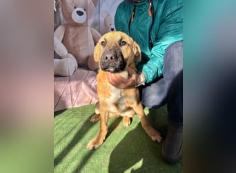 KNOX- sehr menschenbezogen, verschmust, liebesbedürftig bereit für seine Für-immer-Familie