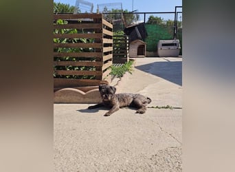 TAZ-ruhiger, sanfter, kluger ,vertrauensvoller Bub will endlich ankommen