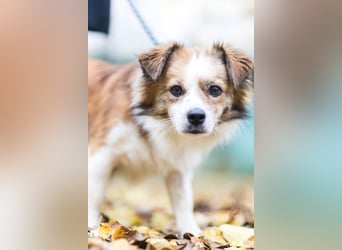 BISCUIT-kleiner Sonnenschein-liebevoll, anhänglich sucht sein liebevolles Für-immer-Zuhause