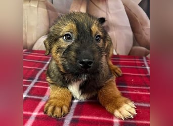 Archie – bereit für das große Welpenabenteuer