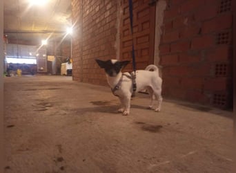 RUMI-kleines Herz auf 4 Pfoten, sanft, ruhig, liebt Kinder und Menschen -wo wartet seine Familie