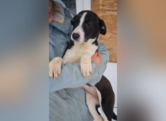 Sanfte LEONIE-fristet in Kälte und Lärm ihr Dasein-wer hat ein liebevolles Für-immer-Zuhause?