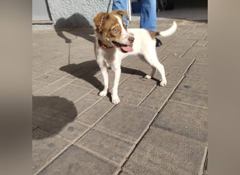 VIOLETA- kleines Mädchen, sozial, verschmust, verspielt sucht liebevolle Familie