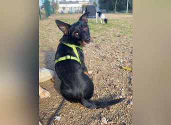 KOMO-unkomplizierter, kleiner Herzensbrecher, auf der Suche nach seinem Zuhause