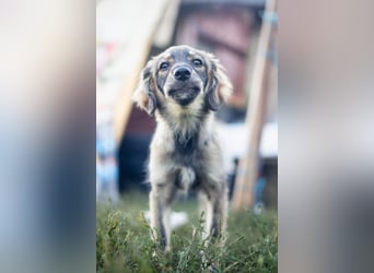 FELIA -wartet im Tierheim 79312 Emmendingen auf ihr liebevolles Für-immer-Zuhause