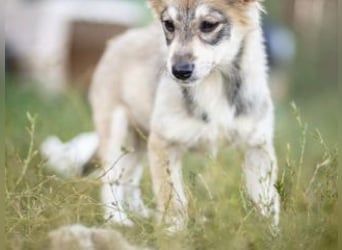 FOXY-eine kleine Hündin, die noch lernen möchte, der Welt zu vertrauen