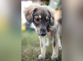 FELIA -wartet im Tierheim 79312 Emmendingen auf ihr liebevolles Für-immer-Zuhause