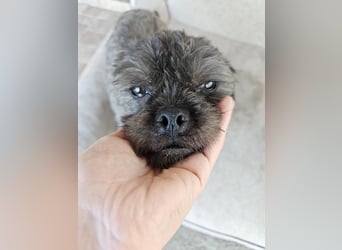TAZ-ruhiger, sanfter, kluger ,vertrauensvoller Bub will endlich ankommen