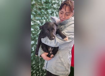 LORETTE - Zuckerschock, die kleine, unscheinbare Lorette sucht liebevolles Für-immer-Zuhause