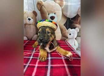 Archie – bereit für das große Welpenabenteuer