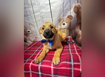 Buddy – freut sich auf das unbekümmerte Welpenleben