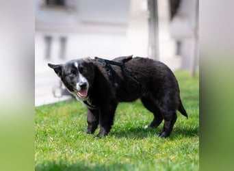 NORR-kleiner Sonnenschein, sehr lieb, ausgeglichen, verspielt, menschenbezogen